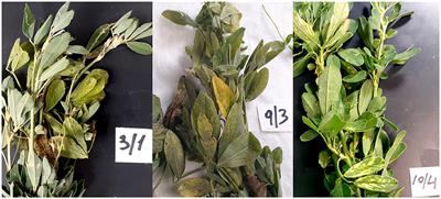 Composition of the alfalfa pathobiome in commercial fields